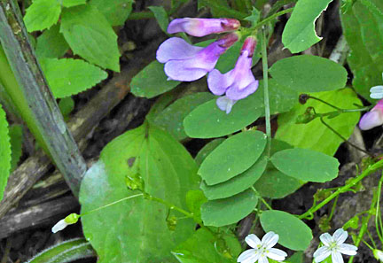 deepwoods flower 10 small graphic